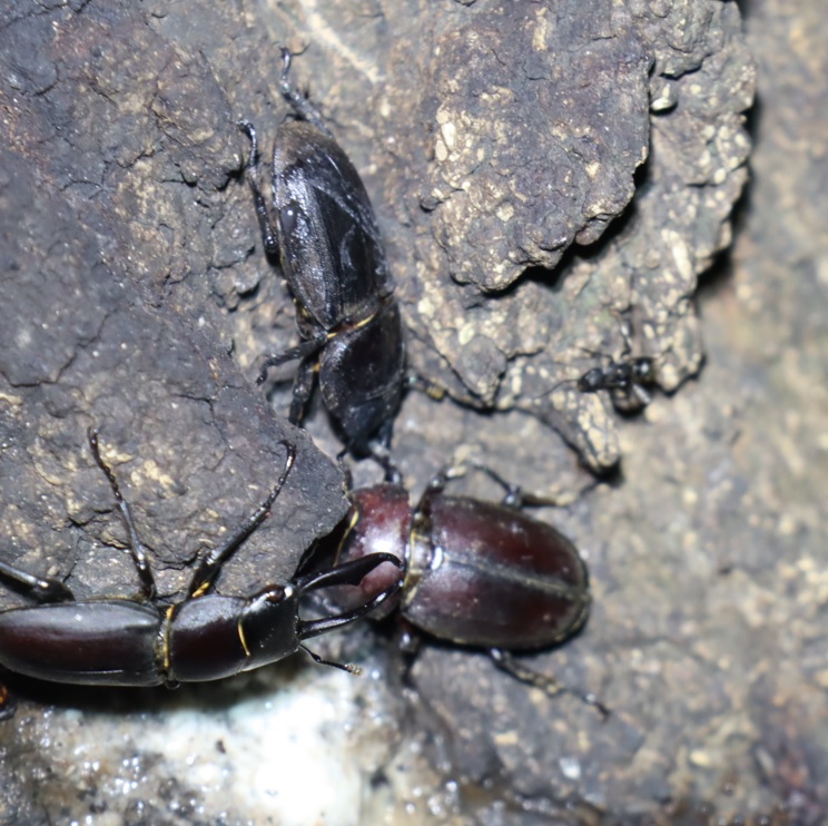 コクワガタ♂、ノコギリクワガタ♀、ヒラタクワガタ♀（アングル３）_No.3のクヌギ_クワガタ達のオアシス_2023年9月27日19時10分 気温24.5度